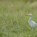 Héron garde-boeufs - Bubulcus ibis