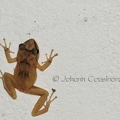 Hylode de Pinchon - Eleutherodactylus pinchoni DSD_2106.JPG