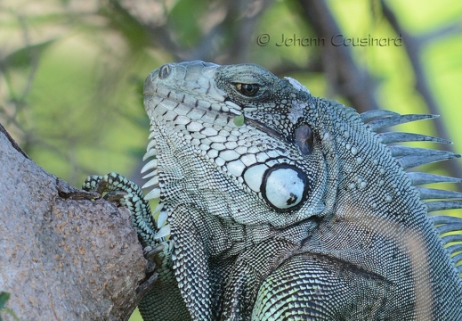 Iguane vert - Iguana iguana