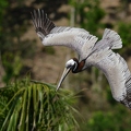 Pélican brun - Pelecanus occidentalis