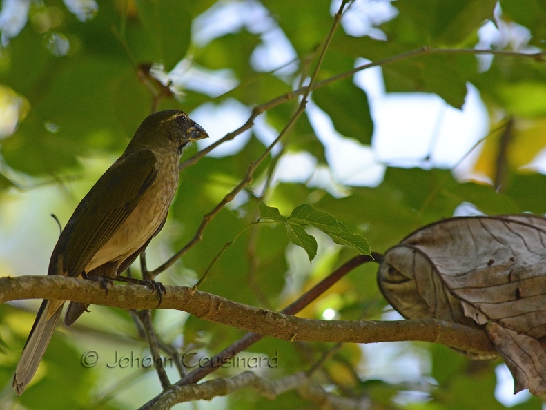 Saltator gros bec - Saltator albicollis