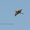 Guépier d'Europe - Merops apiaster DSD_2230R.jpg