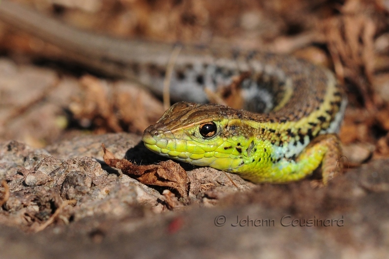 Snake-eyed Lizard - Ophisops elegans DSD_0569R.jpg
