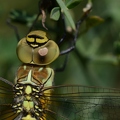 Aeschne affine - Aeshna affinis DSF_9439.jpg