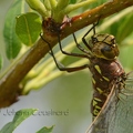 Aeschne domino - Aeshna interrupta DSE_7235R.jpg
