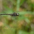 Aeschne pygmée - Gomphaeschna furcillata DSH_8526.jpg