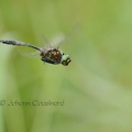 Cordulie de Walsh - Somatochlora walshii DSE_7675.jpg