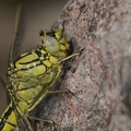 Gomphe gentil - Gomphus pulchellus DSG_1343.jpg