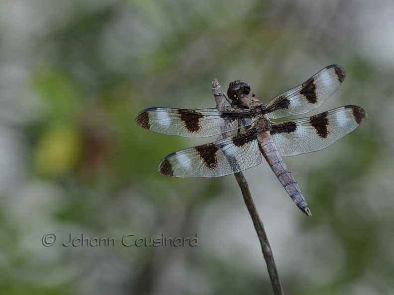 Libellule gracieuse - Libellula pulchella