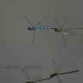 Naïade aux yeux bleus - Erythromma lindenii DSA_5543R.jpg