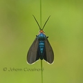 ARC Cténuche de Virginie - Ctenucha virginica DSD_9039R.jpg