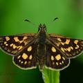 HES Hespérie du brome - Carterocephalus palaemon DSE_5552R.jpg