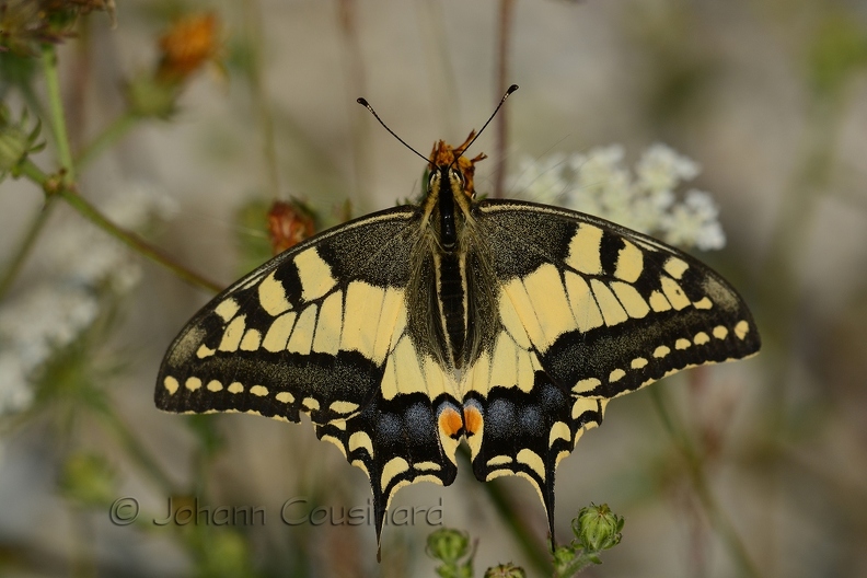 PAP Machaon - Papilio machaon DSA_9352.JPG