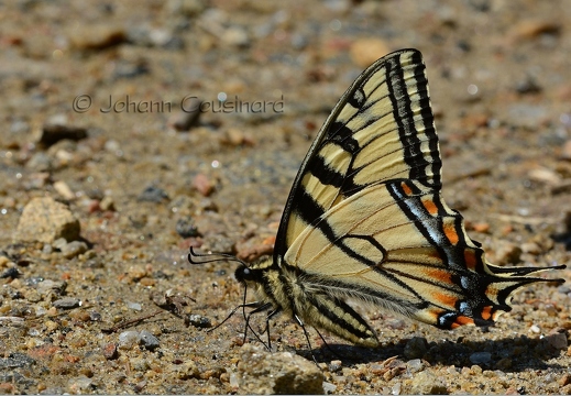 Papillon tigré du Canada - Papilio canadensis