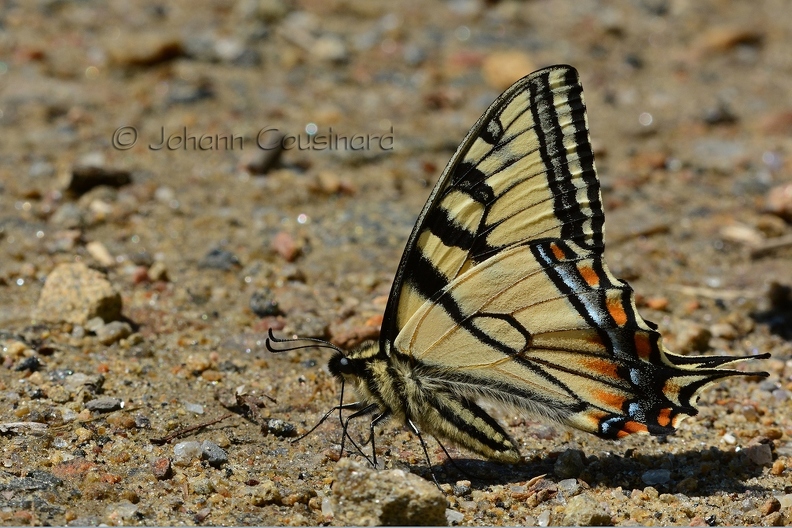PAP Papillon tigré du Canada - Papilio canadensis DSH_1131.jpg