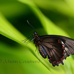 Papillon trèfle caraïbe - Battus polydamas