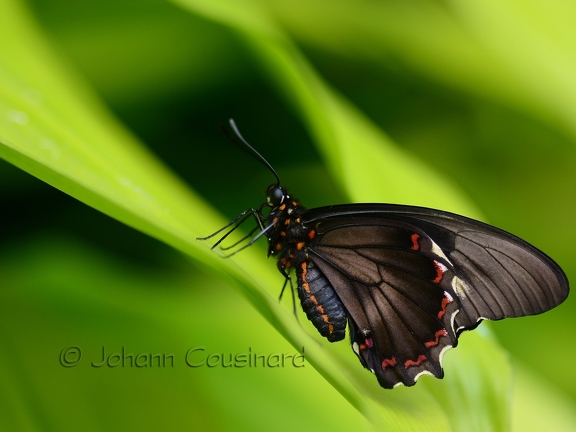 Papillon trèfle caraïbe - Battus polydamas