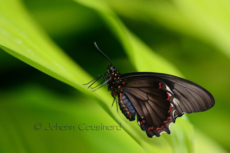 PAP Papillon trèfle caraïbe - Battus polydamas DSA_1061.jpg