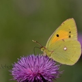 PIE Souci - Colias croceus DSA_6445.jpg