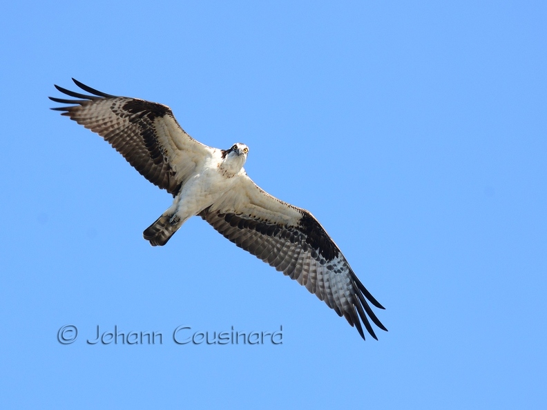 Balbuzard pêcheur - Pandion haliaetus