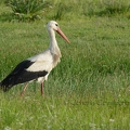 Cigogne blanche  - Ciconia ciconia