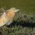 Crabier chevelu - Ardeola ralloides