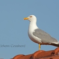 Goéland leucophée - Larus cachinnans