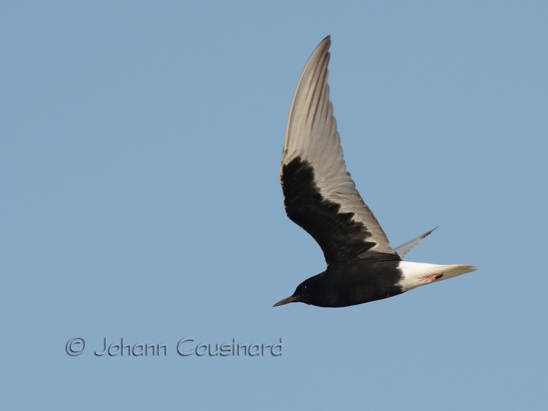 Guifette leucoptère - Chlidonias leucopterus