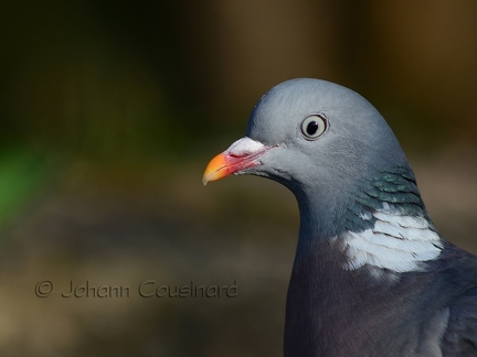 Pigeon ramier - Columba palumbus