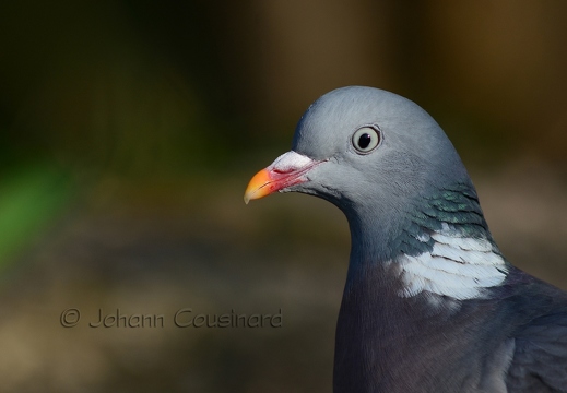 Pigeon ramier - Columba palumbus