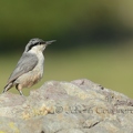 Sittelle de Neumayer - Sitta neumayer DSD_2541R.JPG