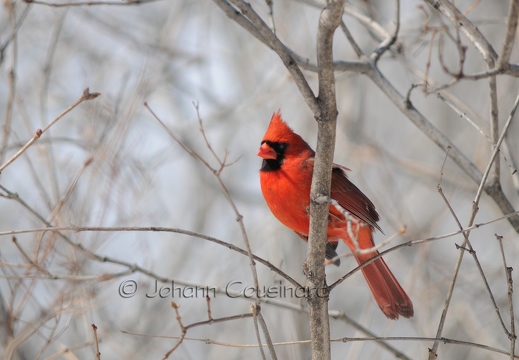 Cardinal rouge - Cardinalis cardinalis