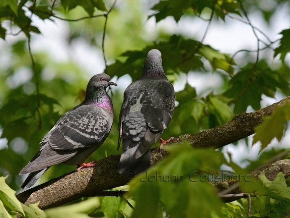 Pigeon biset - Columba livia