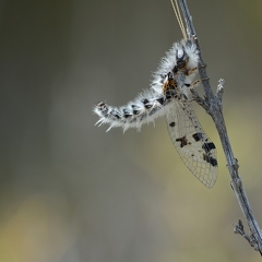 Ascalaphe moucheté - Puer maculatus