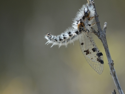 Ascalaphe moucheté - Puer maculatus