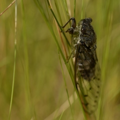 Cigale grise - Cicada orni