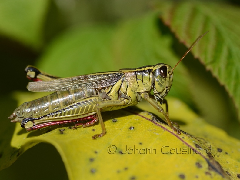 Mélanople birayé - Melanoplus bivittatus