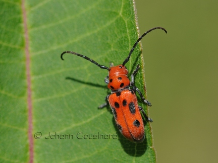 Longicorne de l'asclépiade - Tetraopes tetrophthalmus