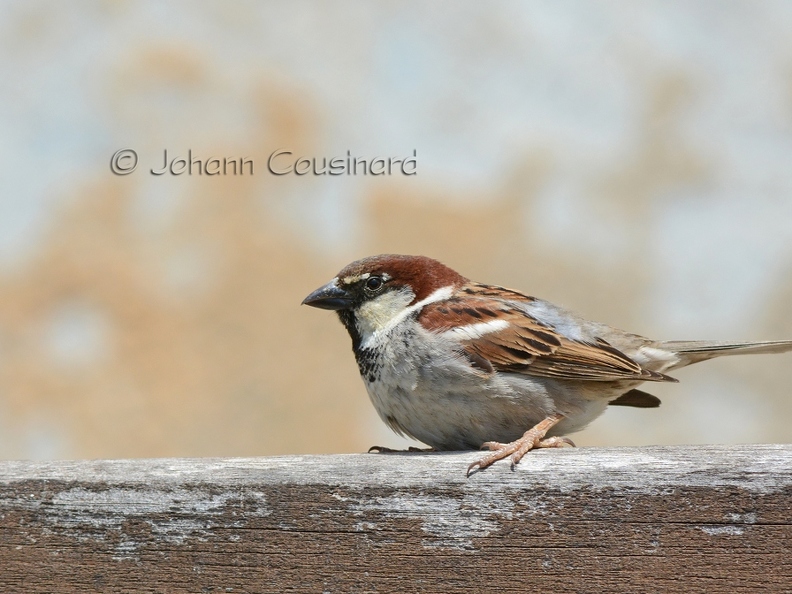 Moineau cisalpin - Passer italiae