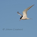 Sterne pierregarin - Sterna hirundo DSD_1193.jpg