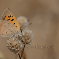LYC Cuivré commun - Lycaena phlaeas DSA_5782.jpg