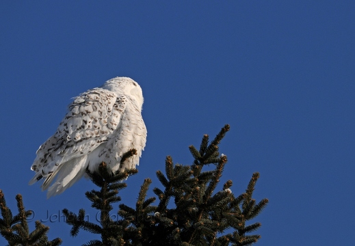 Harfang des neiges - Bubo scandiacus