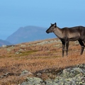 Caribou montagnard - Rangifer tarandus caribou