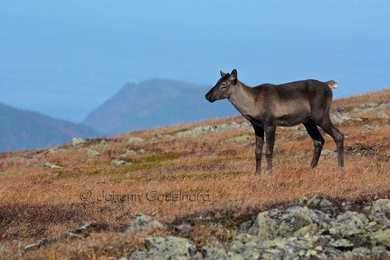 Caribou montagnard - Rangifer tarandus caribou DSF_4961R.jpg
