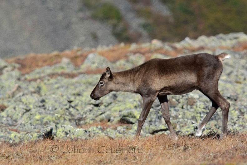 Caribou montagnard - Rangifer tarandus caribou DSF_4980R.jpg