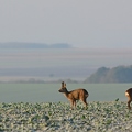Chevreuil - Capreolus capreolus DSB_5167.jpg