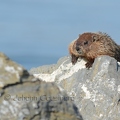 Marmotte commune - Marmota monax DSC_4318.jpg