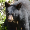 Ours noir - Ursus americanus DSC_2033.jpg