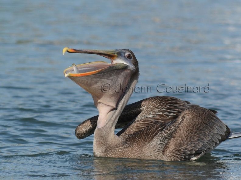 Pélican brun - Pelecanus occidentalis