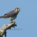 Crécerelle d'Amérique - Falco sparverius DSF_6445R.jpg